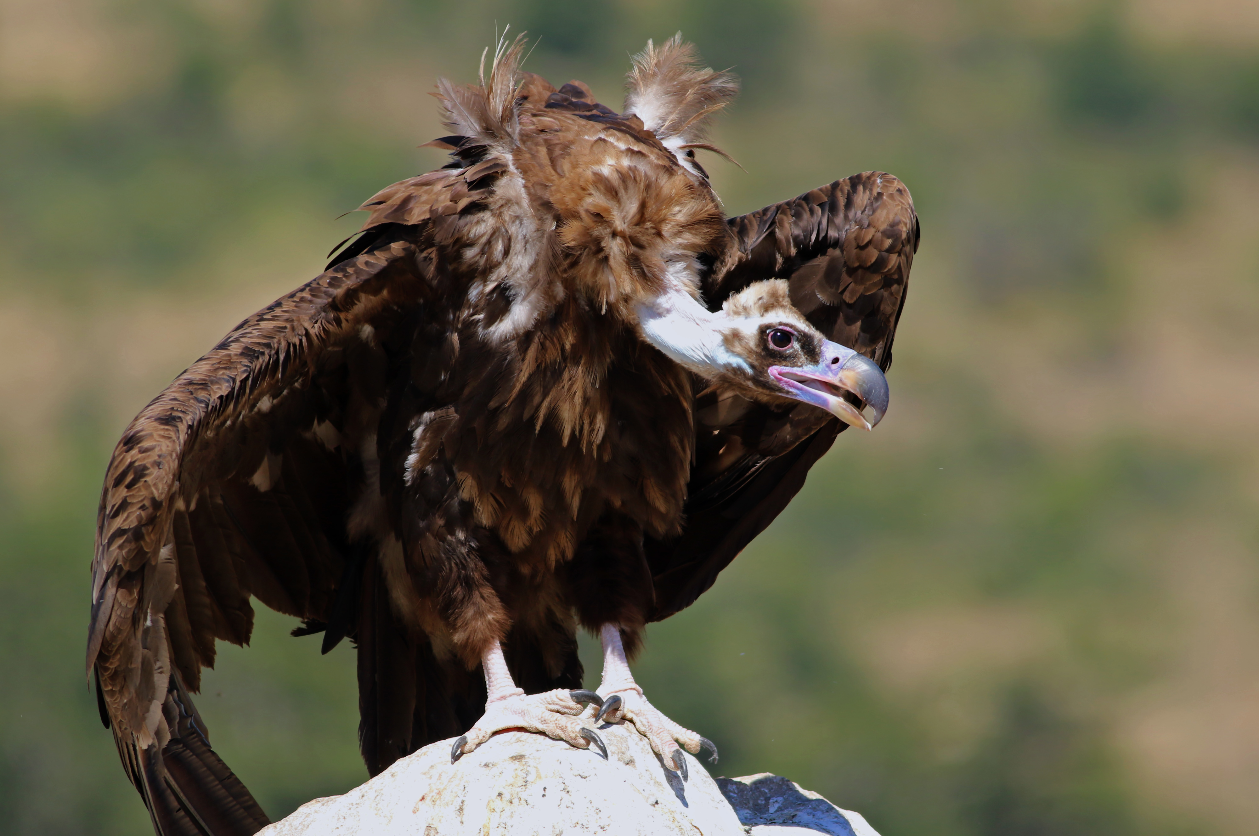 Cinereous Vulture